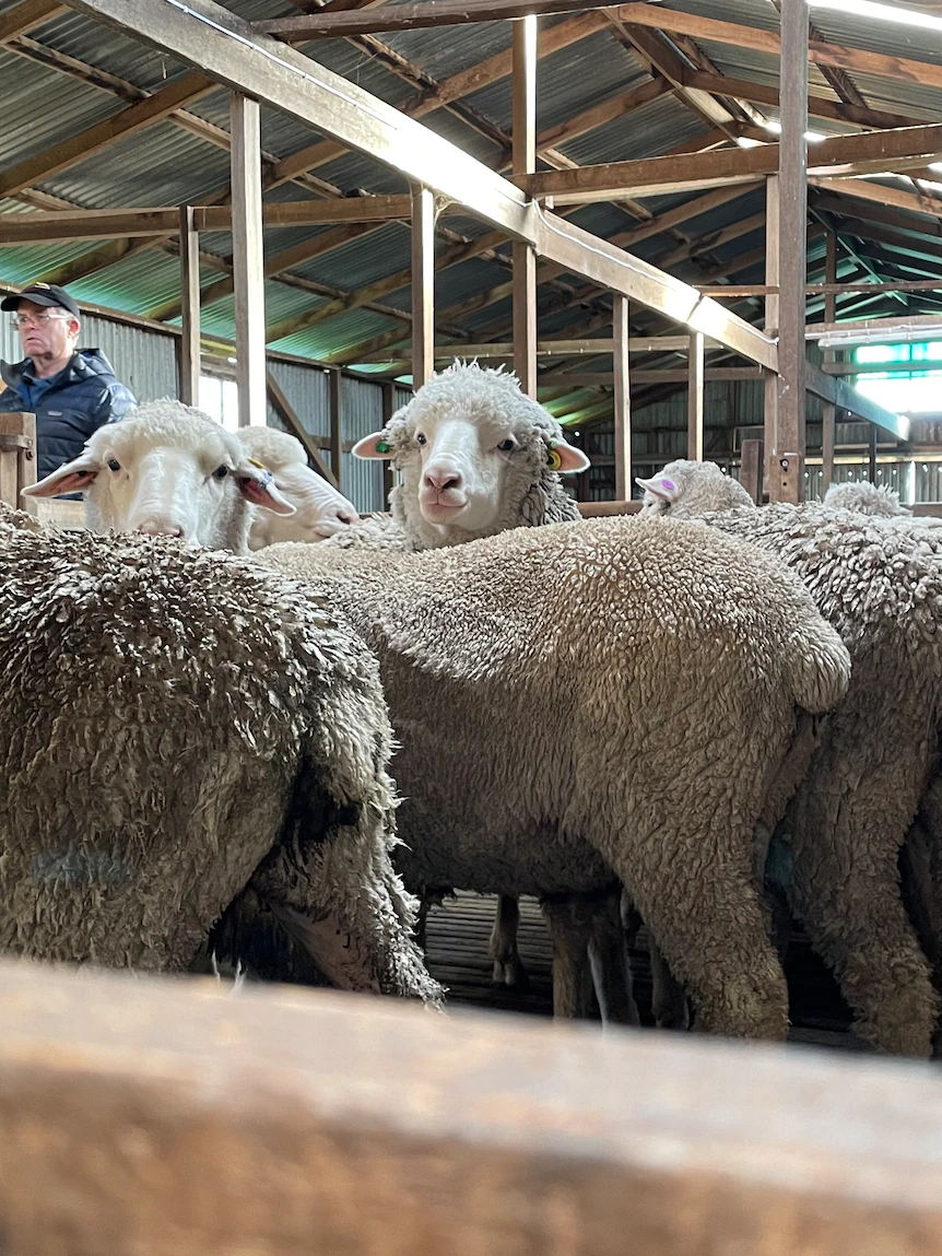 By bike, then boat across Bass Strait. How a wool producer is attempting to head zero-carbon one win at a time