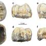 Baby’s teeth would possibly per chance perhaps offer clues to ordinary human relative