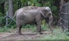 The particular person within the room? Court docket mulls if elephant has human rights