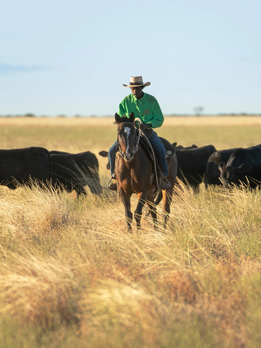 AACo’s pork boost sees ‘strongest obtain income consequence since checklist on the ASX’