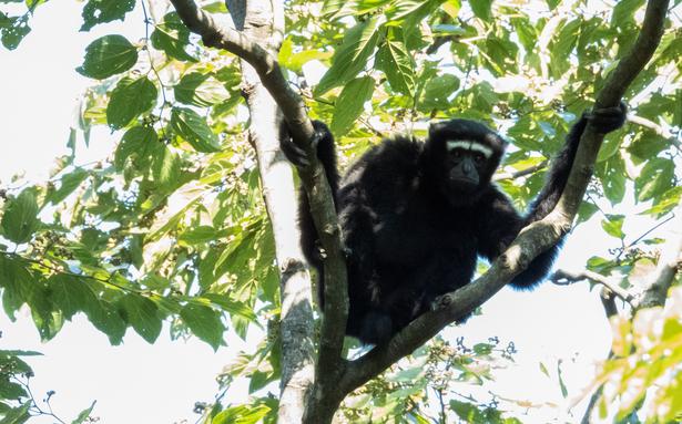 A six-allotment docuseries ‘Wild You Had been Sleeping’ showcases some of India’s most spell binding wild species 