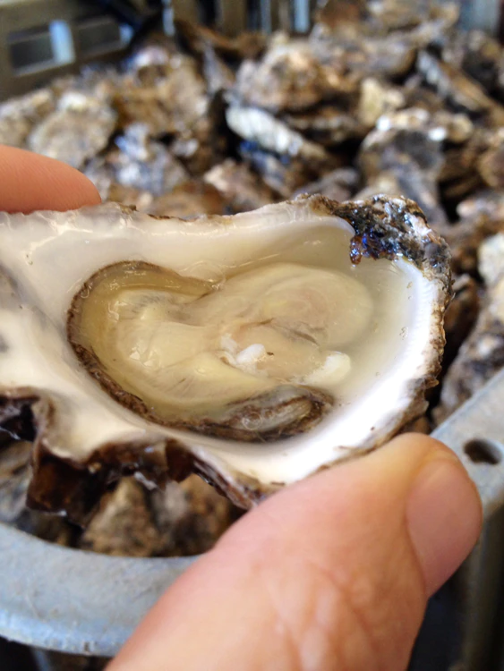 Would you pay more for oysters labelled ‘carbon just’?