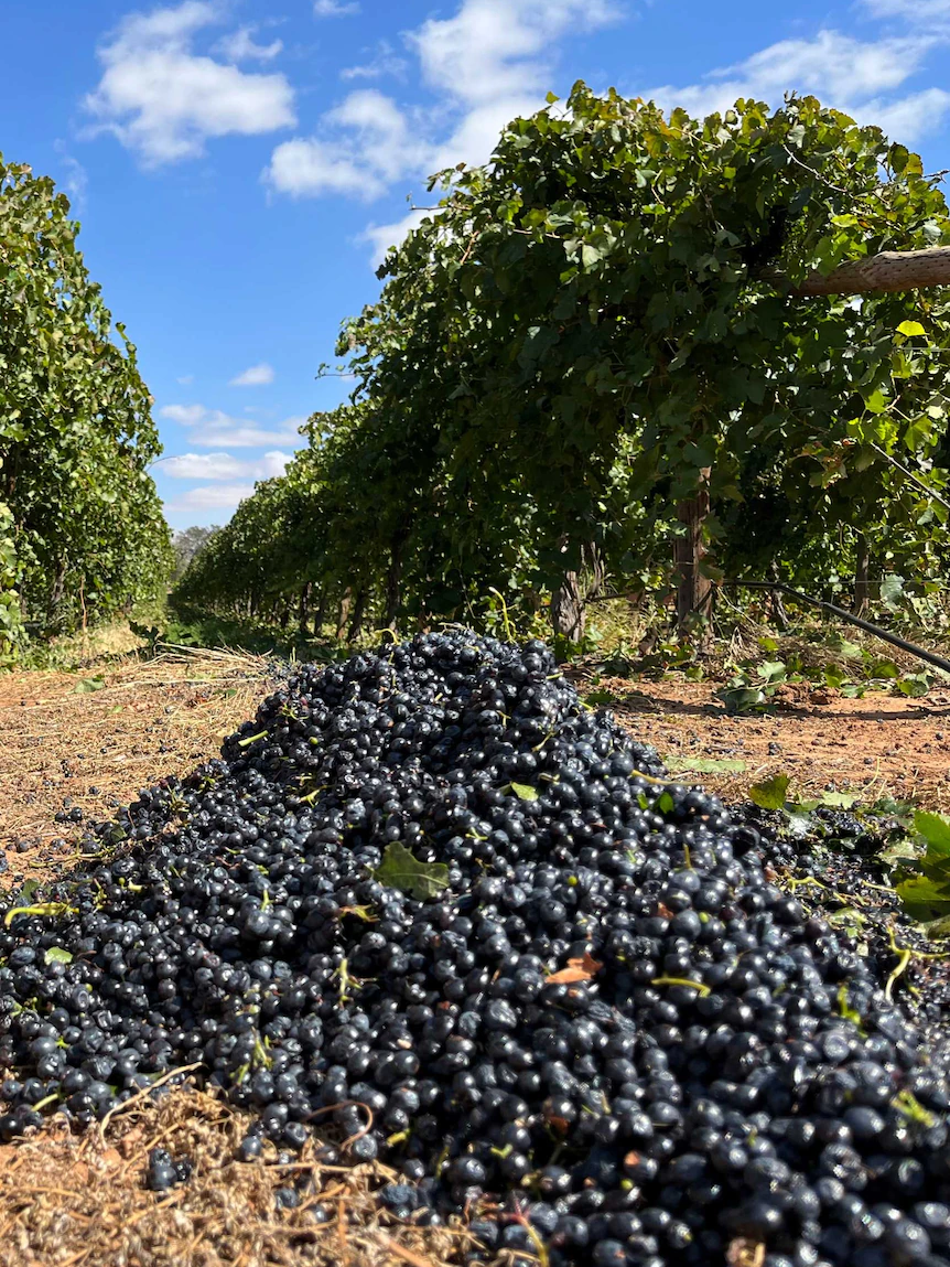 Winegrape growers terrorized for future as forecast shows ‘disastrous’ subsequent season outlook