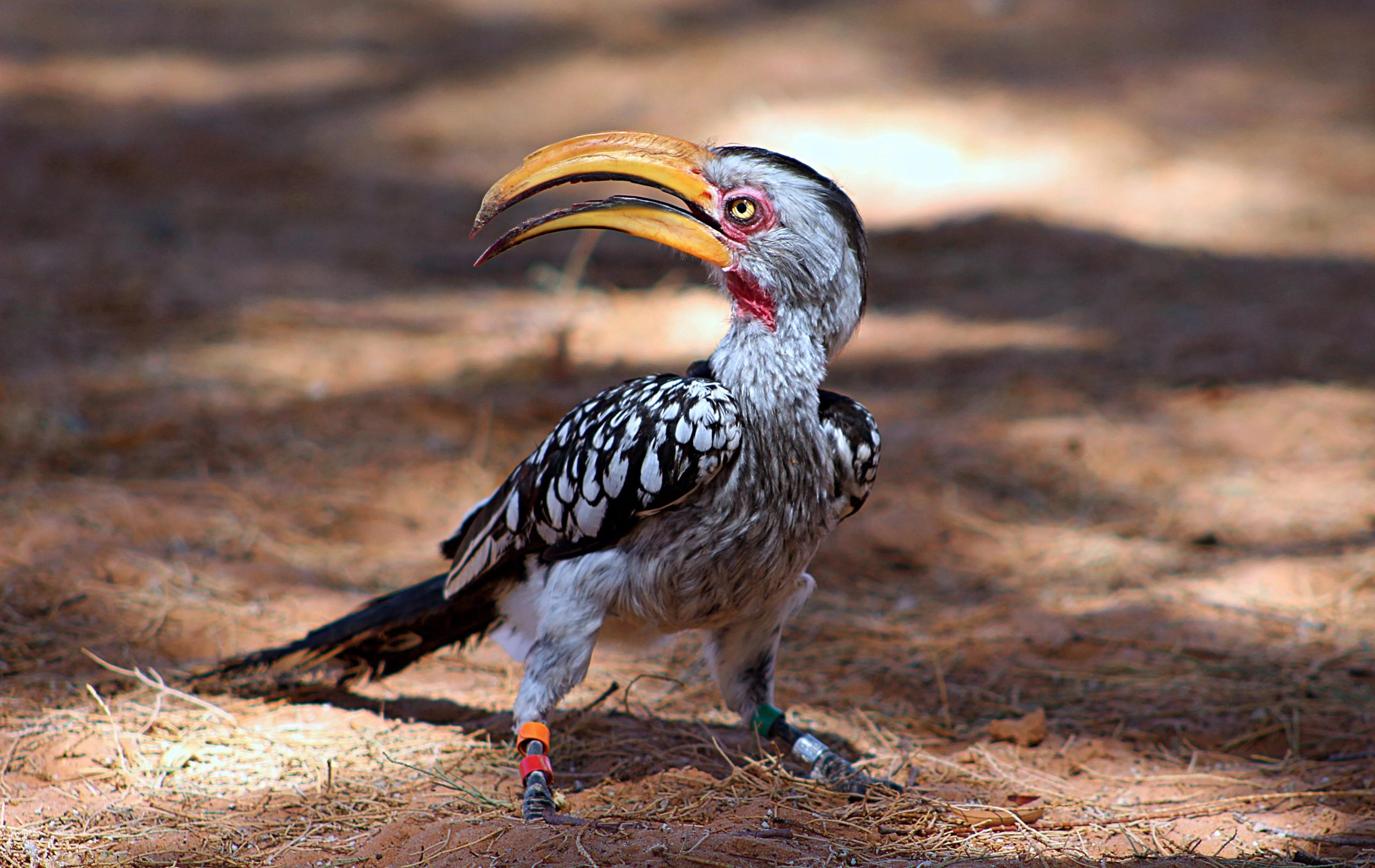 Native climate Disaster Is Riding Cousins of Zazu, From the Lion King, to Native Extinction