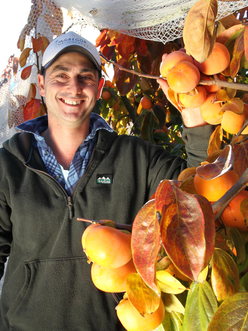 ‘Looks devour a tomato, eats devour an apple’: Salvage you ever tried a persimmon?