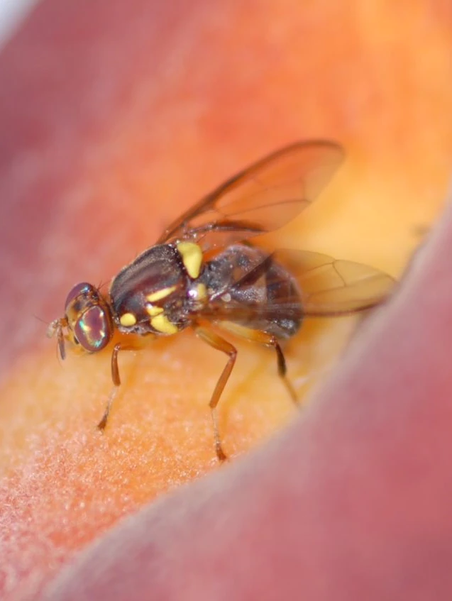 $200,000 worth of quad bikes for fruit flit eradication deemed too noisy