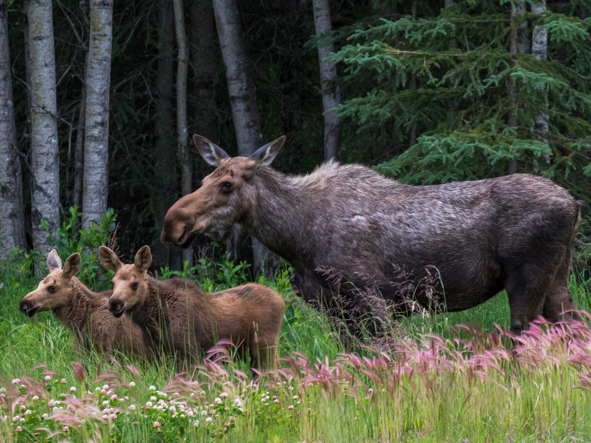 Climate exchange-emboldened ticks are killing off moose in Maine