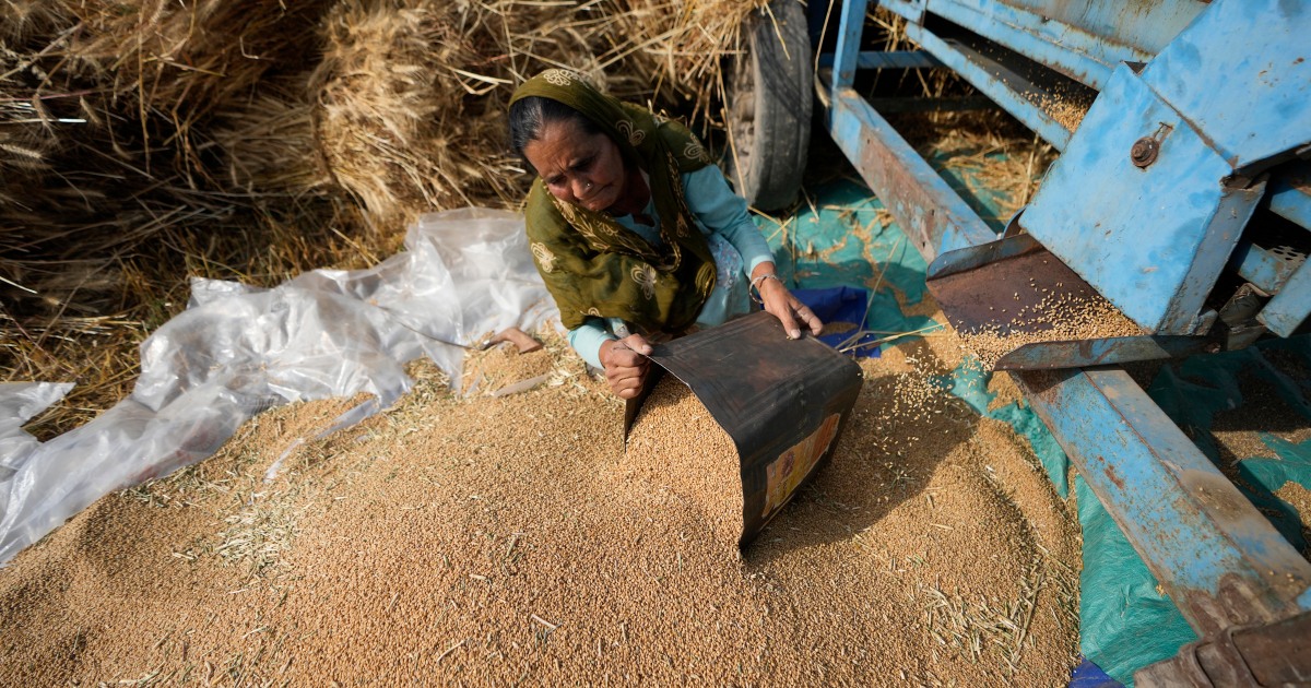 Inside of India’s protection flip-flop on wheat exports
