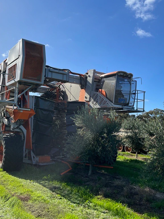 Meet Optimus — a machine primed to transform olive harvesting