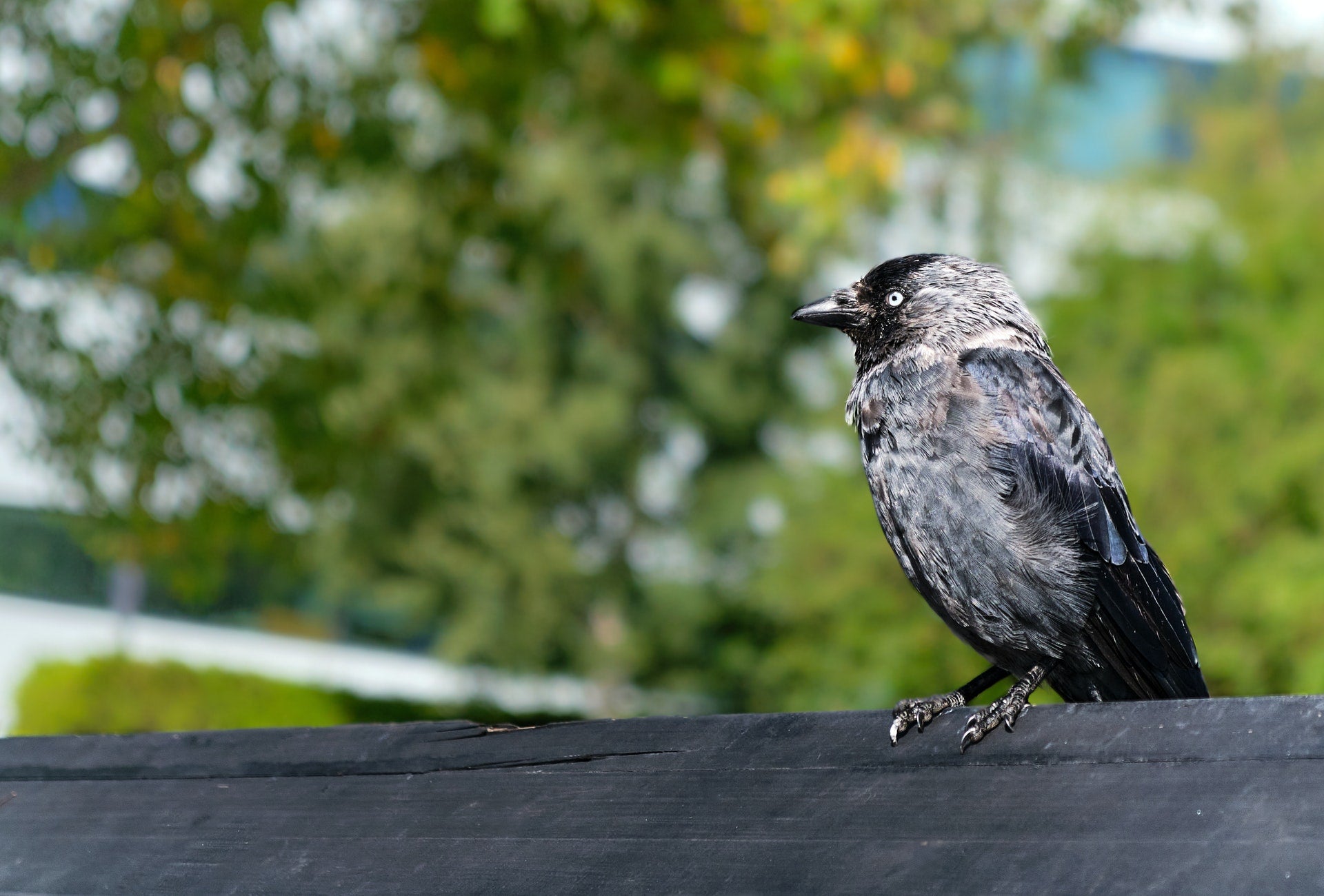 Demo-crow-cy: Jackdaws drag away the roost by voting