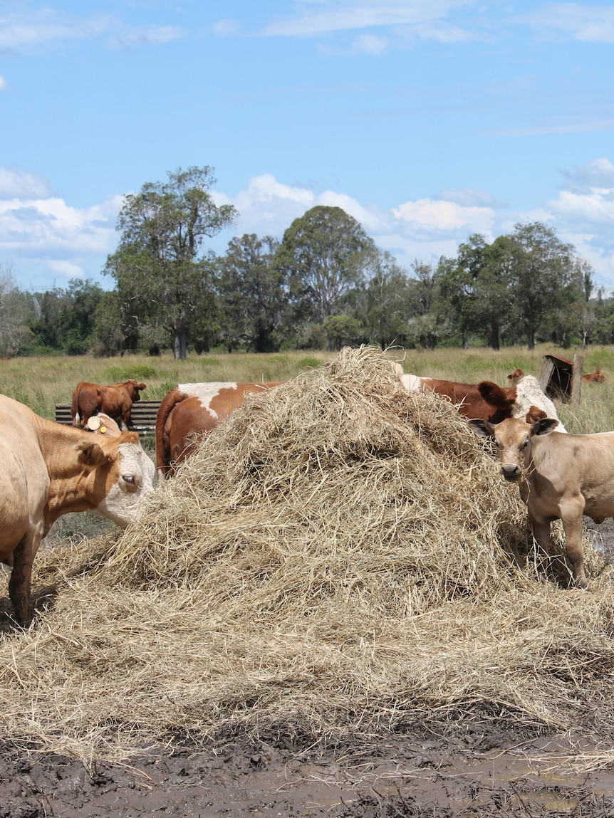 Counterfeit claims by organised crime syndicates, purple tape lower farmers’ obtain admission to to flood disaster relief