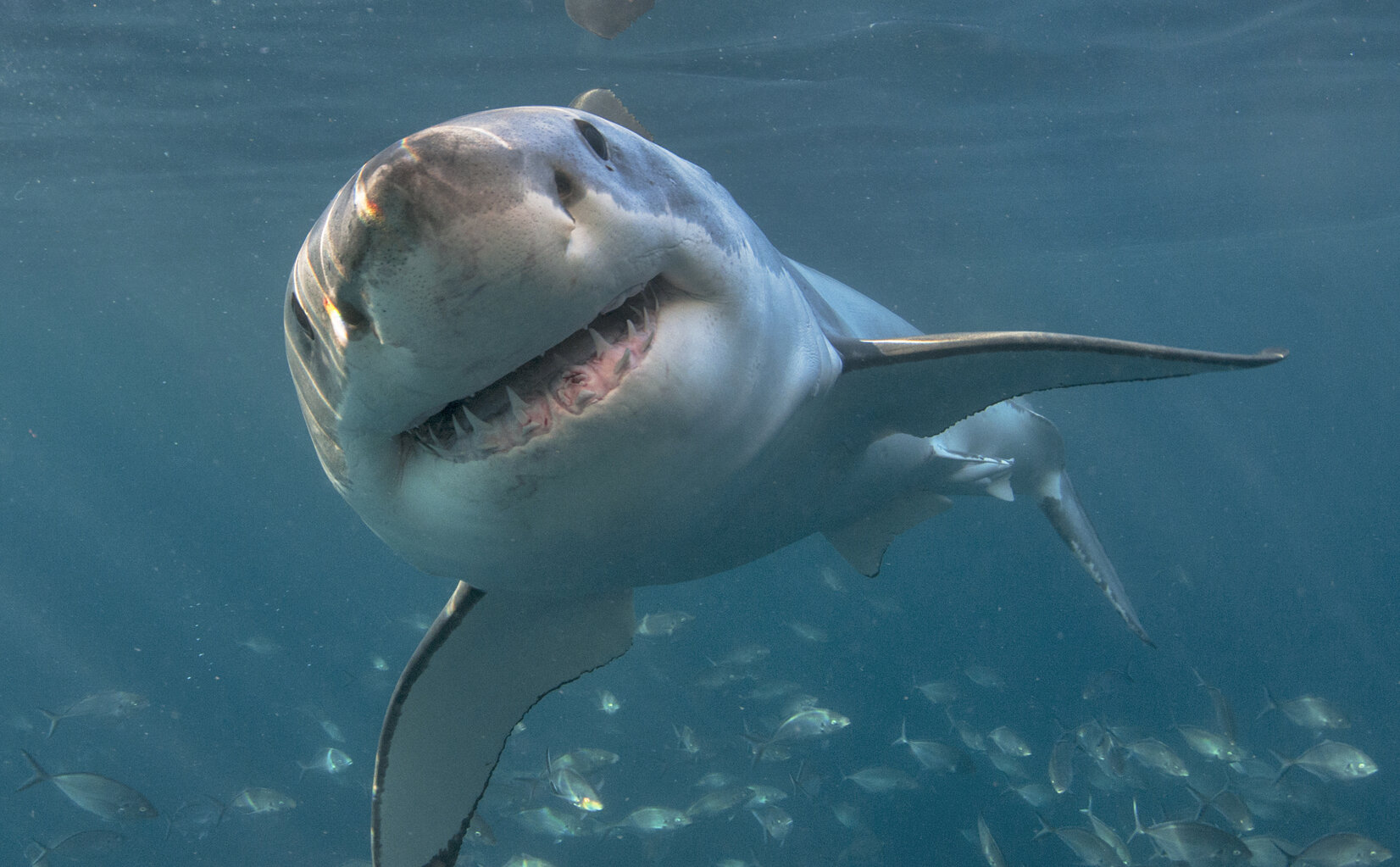 NASA captures ‘Sharkcano’ eruption where mutant sharks swim near an underwater volcano