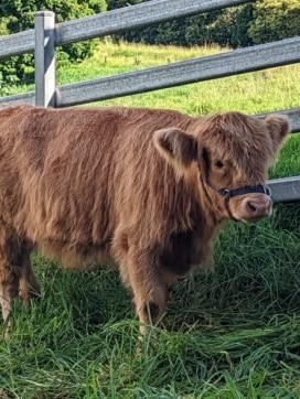 Binky advance home: Mystery surrounds cherished Highland cow’s surprising disappearance