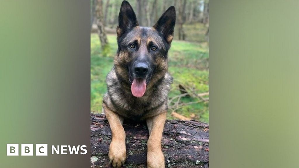 Met Police canine dies after chasing down moped thieves