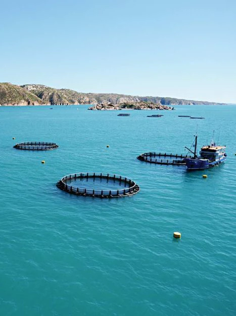 Global aquaculture firm to effect aside Kimberley barramundi on international menus