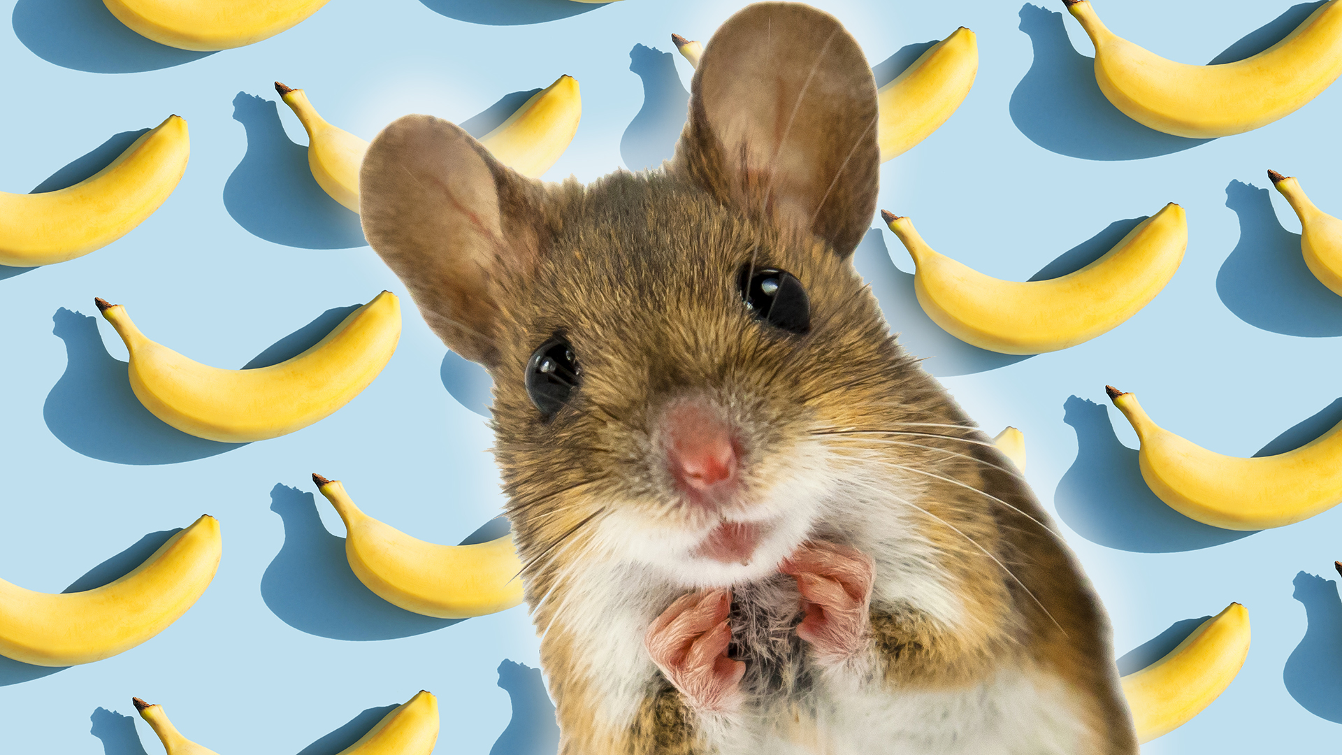 Male mice are worried of bananas. Right here is why.