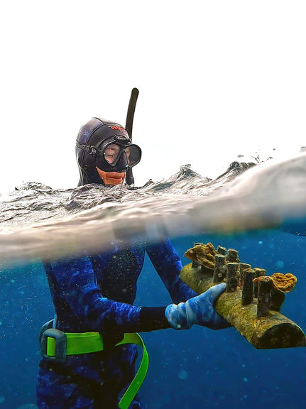 A ‘chemical experiment’: Why Abrolhos coral is selling love hotcakes from WA