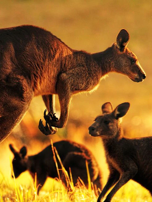 How satellites are saving ravenous kangaroos and serving to farmers arrange the pests