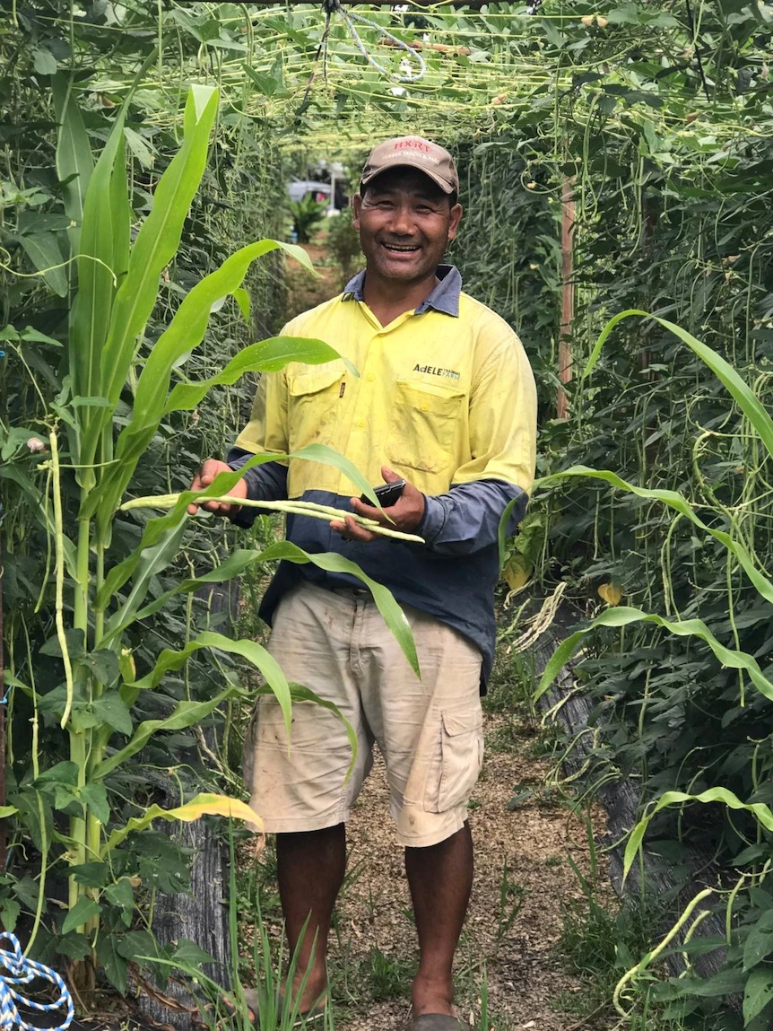 ‘Match made in heaven’: Refugee households band together to form farming co-op