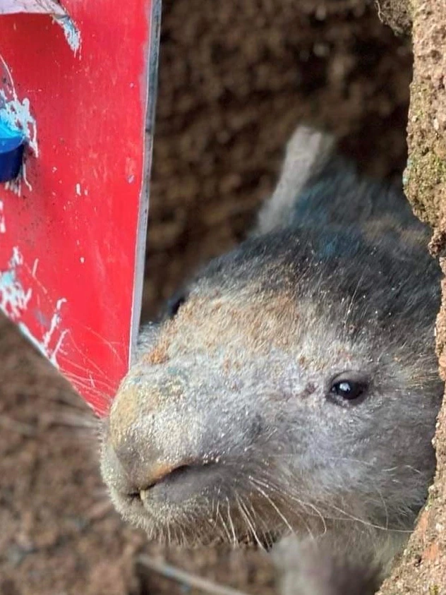 How recycled corflutes are helping bring lifesaving treatment to wombats