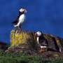 Decline in North Sea puffins causes misfortune