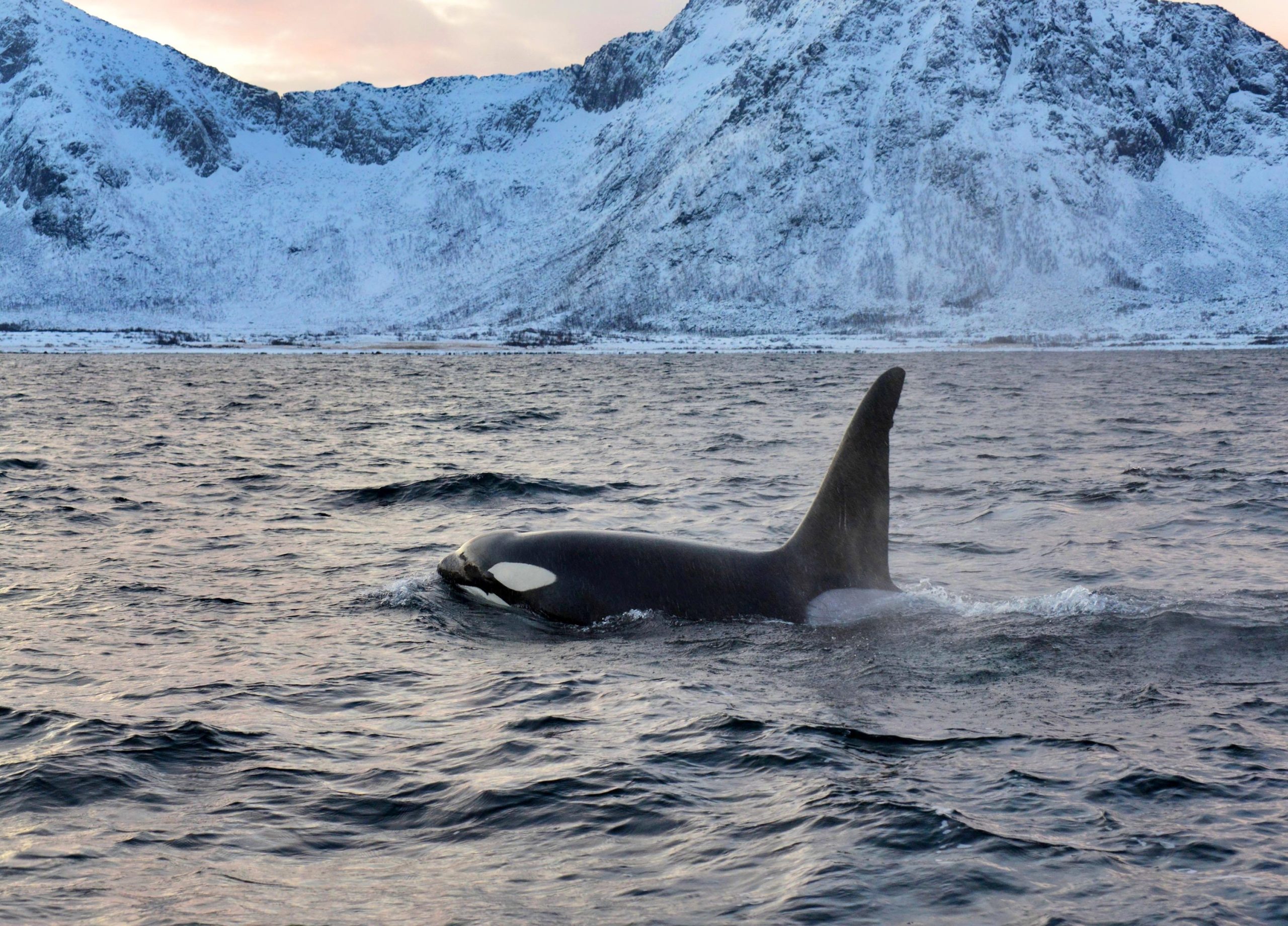 Killer Whale Populations Are Invading the Arctic – Unlocking Secrets and suggestions From Their Blubber