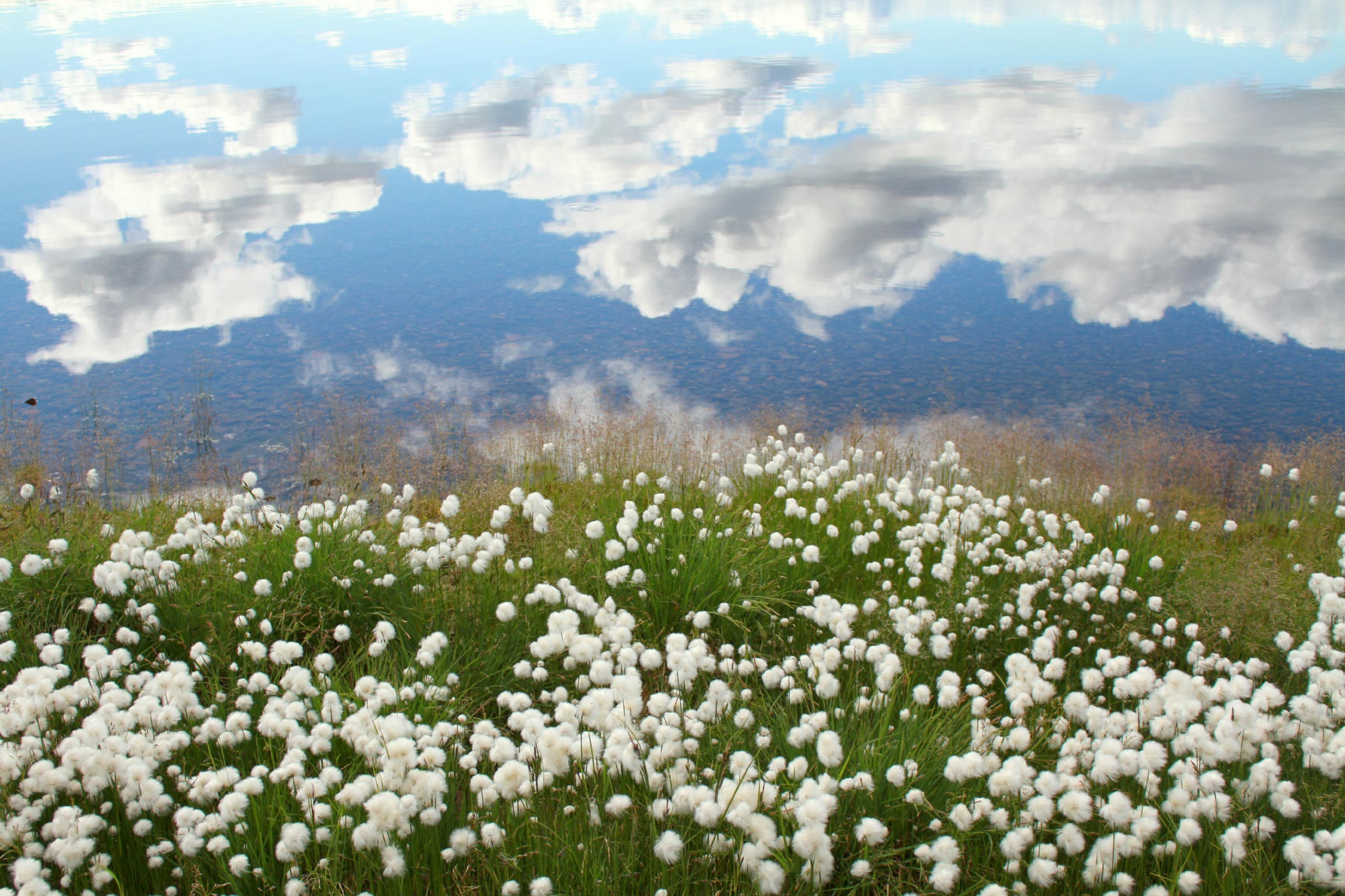 Look Reveals Siberian Tundra Also can As regards to Depart by Mid-Millennium