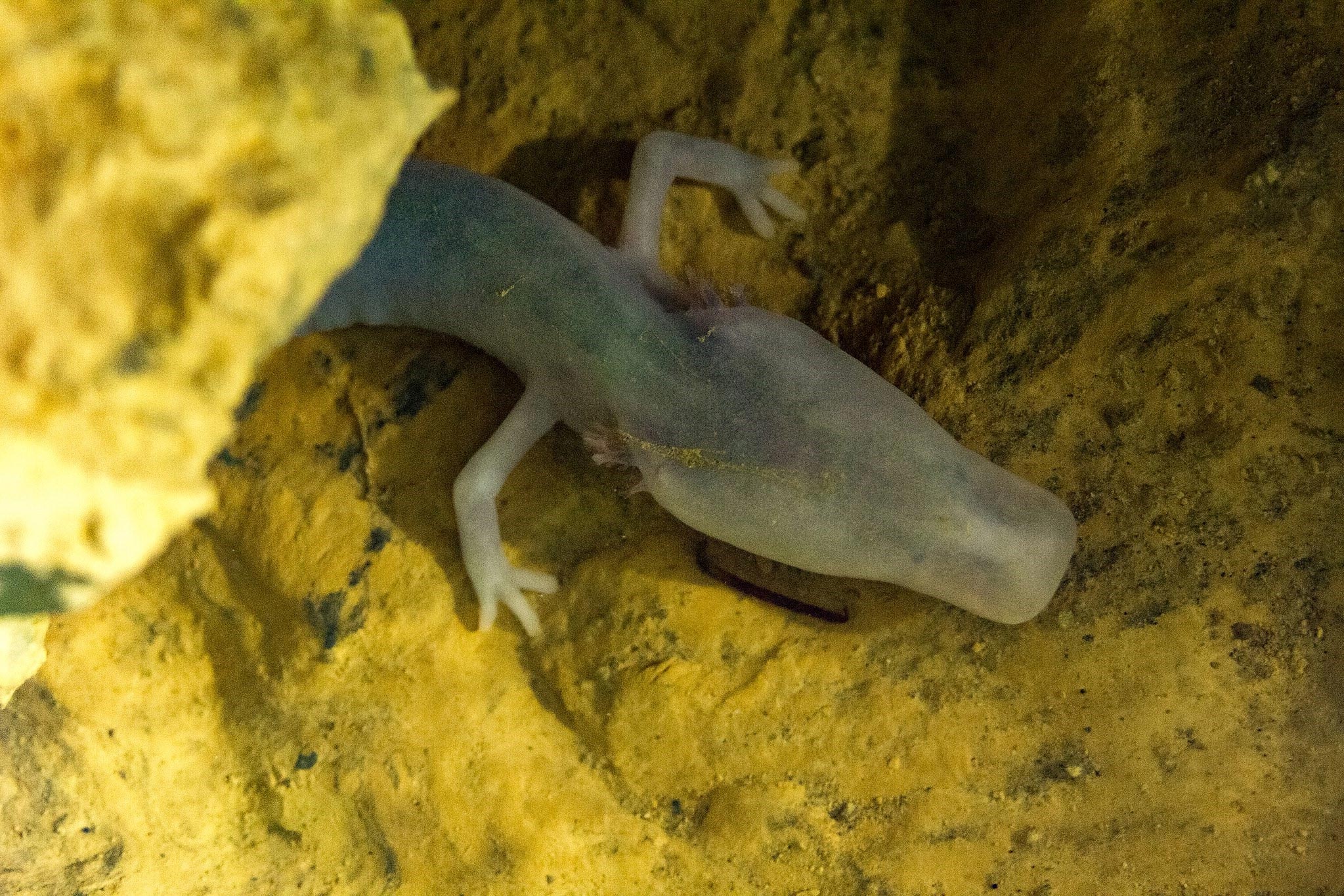 Blind Cave Creatures Gentle the Intention With DNA to Secrets and concepts of Evolution