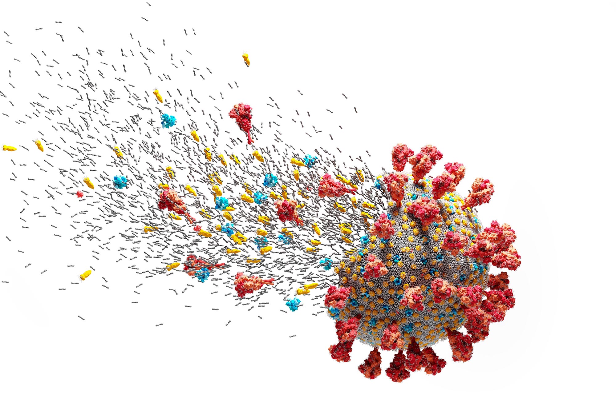 Peek Shines Gentle on Immune Responses for Long-Lasting Security From COVID-19