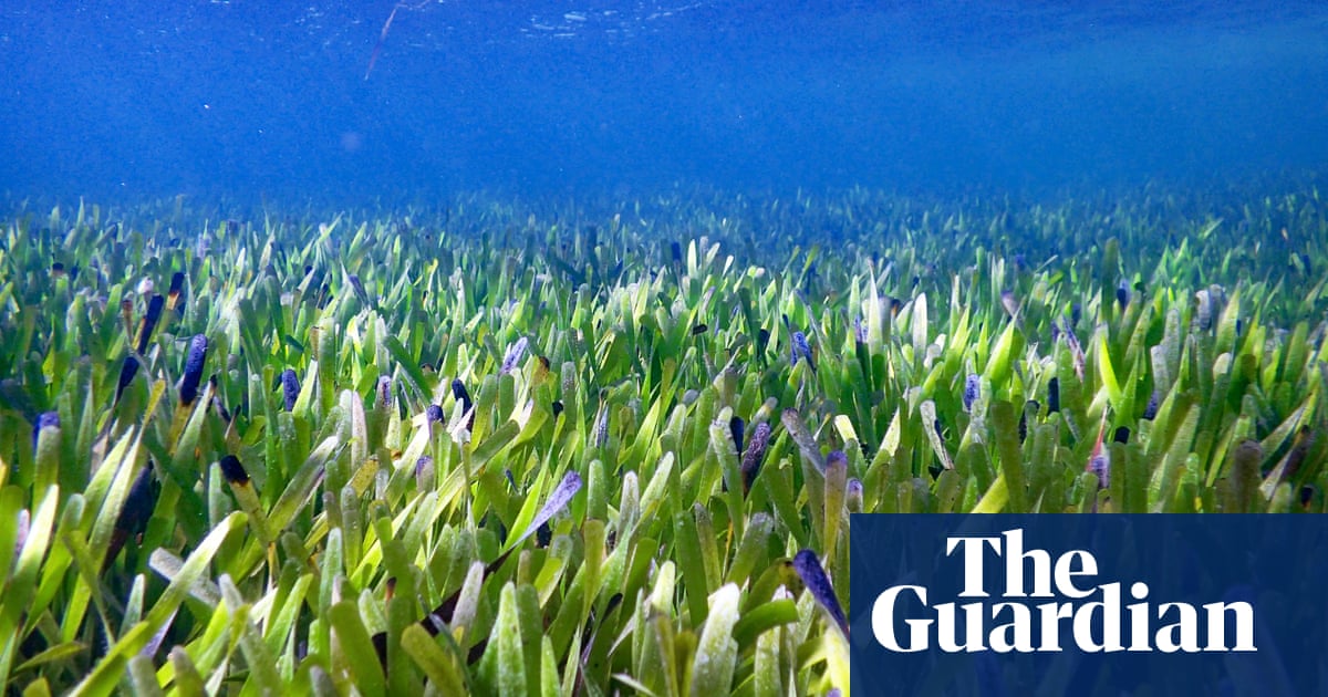 Scientists stare ‘largest plant on Earth’ off Western Australian soar – The Guardian