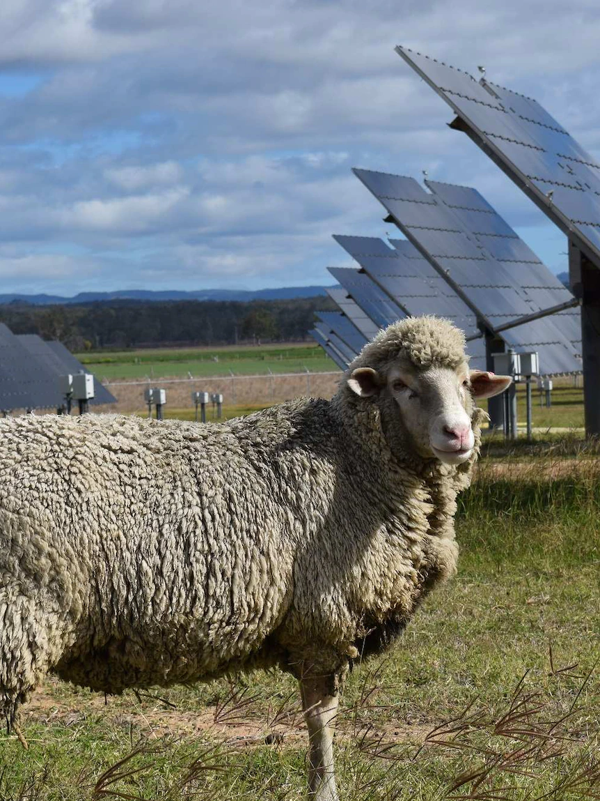 Merino sheep grazing below photograph voltaic panels form better wool, trial shows