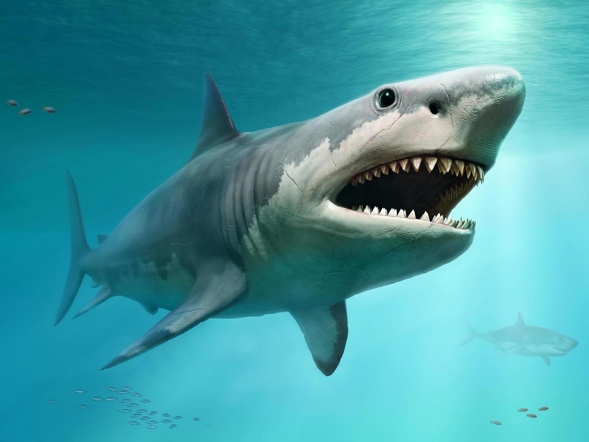 Broad Whites Would perchance well well Have Contributed to Extinction of Megalodon Sharks