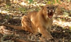 Mountain lion attacks woman, 9, taking half in cloak-and-detect