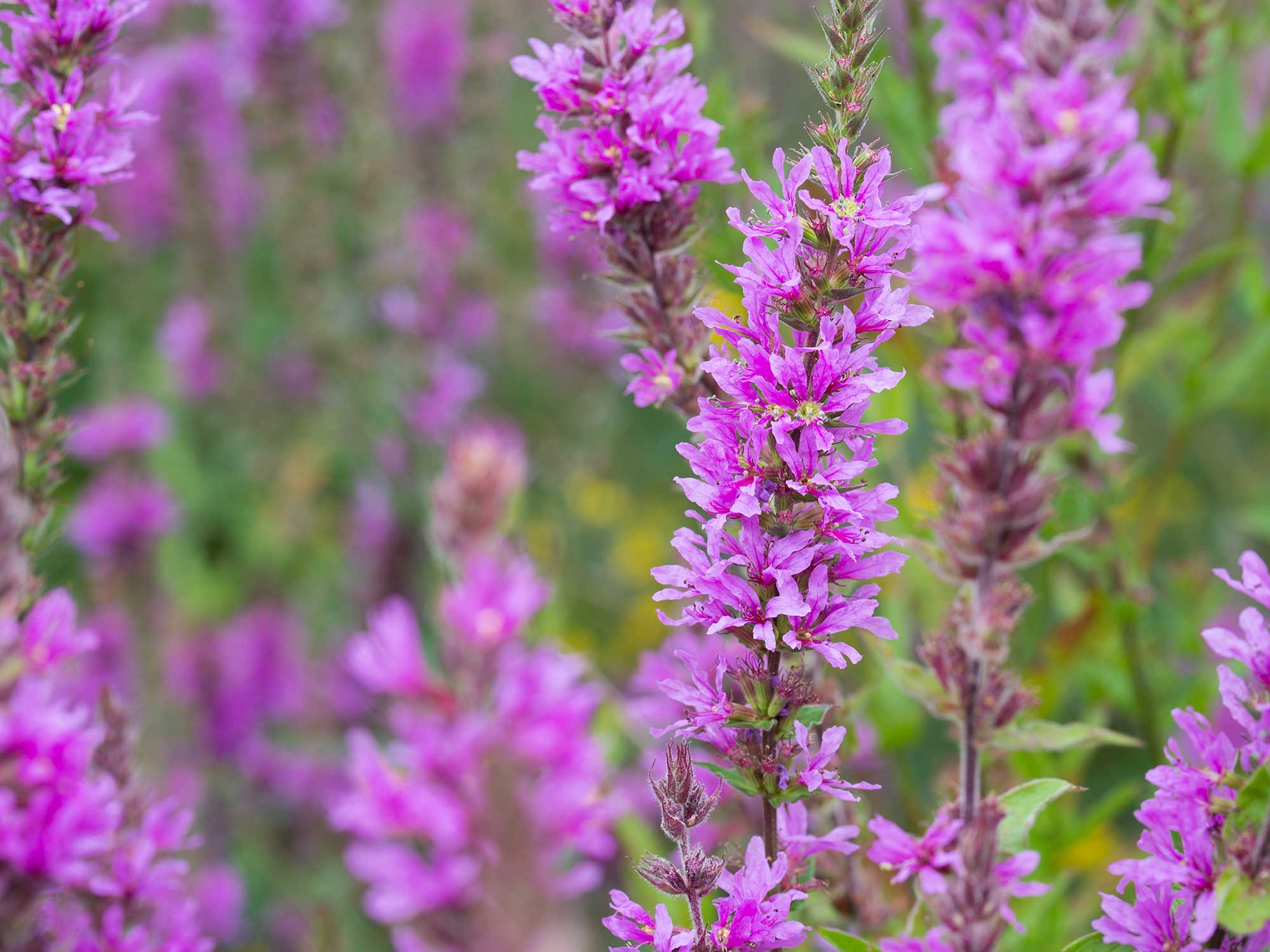 What these flowers can relate us about adapting to a human-altered world