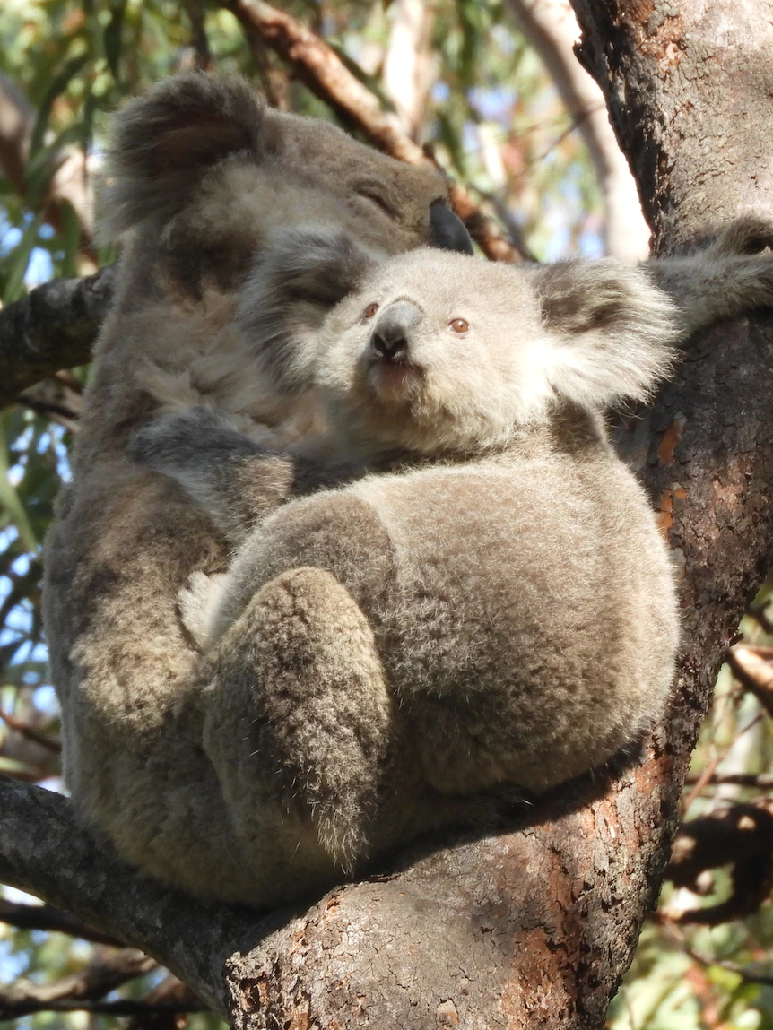 Citizen scientist claims a koala colony will be in danger if NSW coal mine extension goes forward