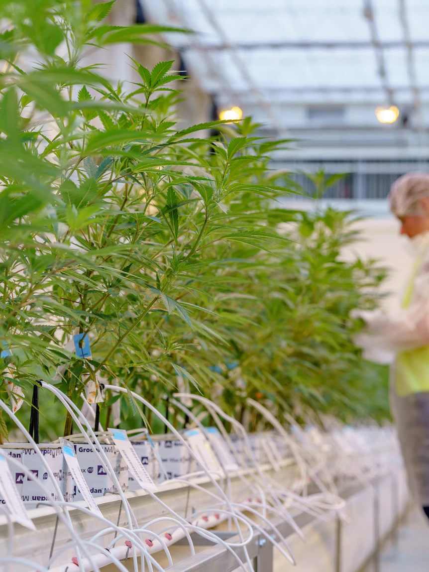 Historical first cut harvested at mega medicinal hashish facility in north-west Victoria