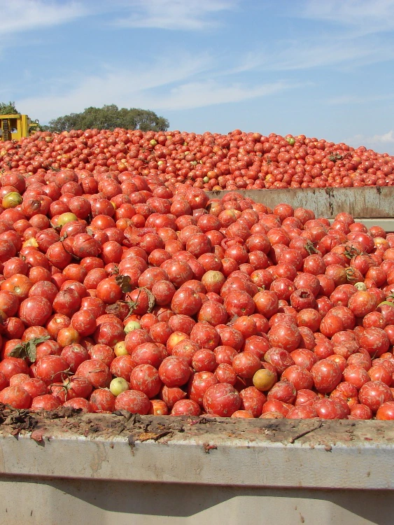 Substantial tomato processor Kagome raises fright on soaring gas costs