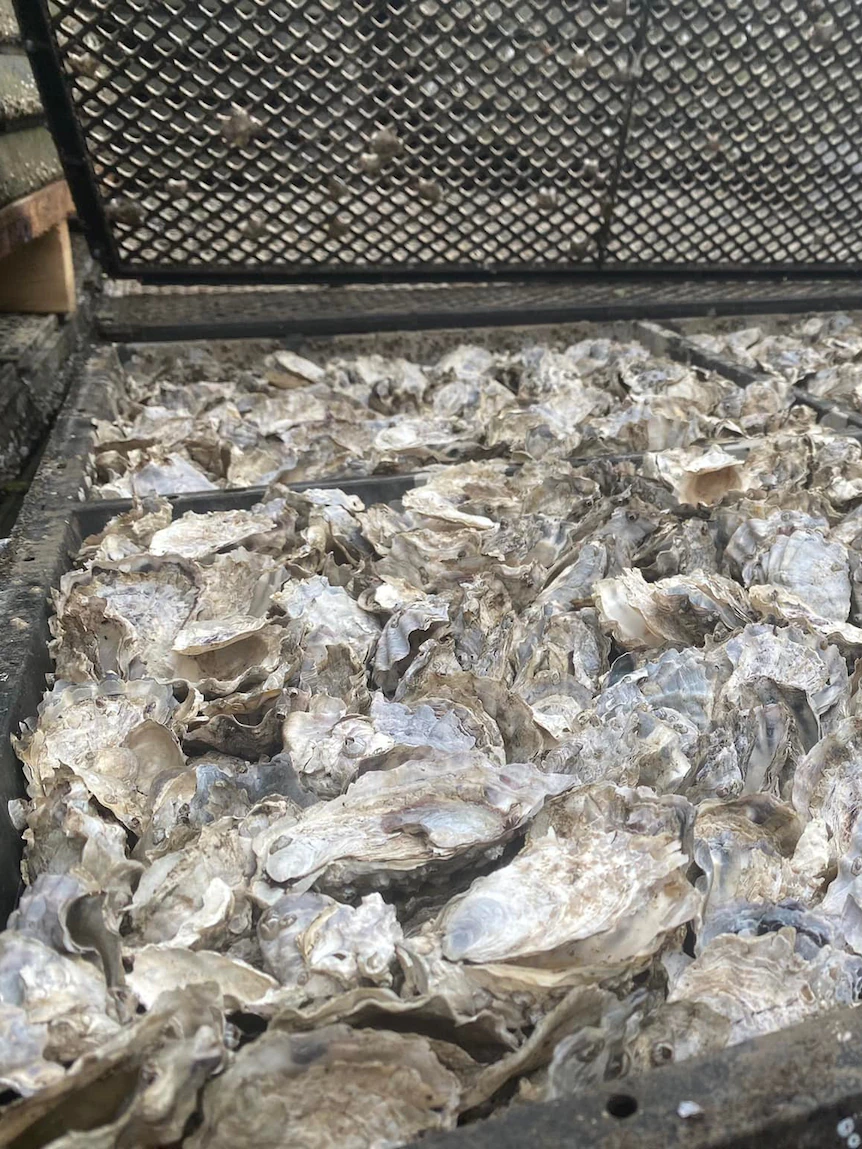 Fifth era oyster farmers going by break this capability that of QX disease outbreak