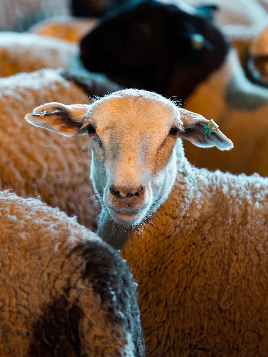 Are residing sheep alternate ban obtained’t happen on this term, PM says