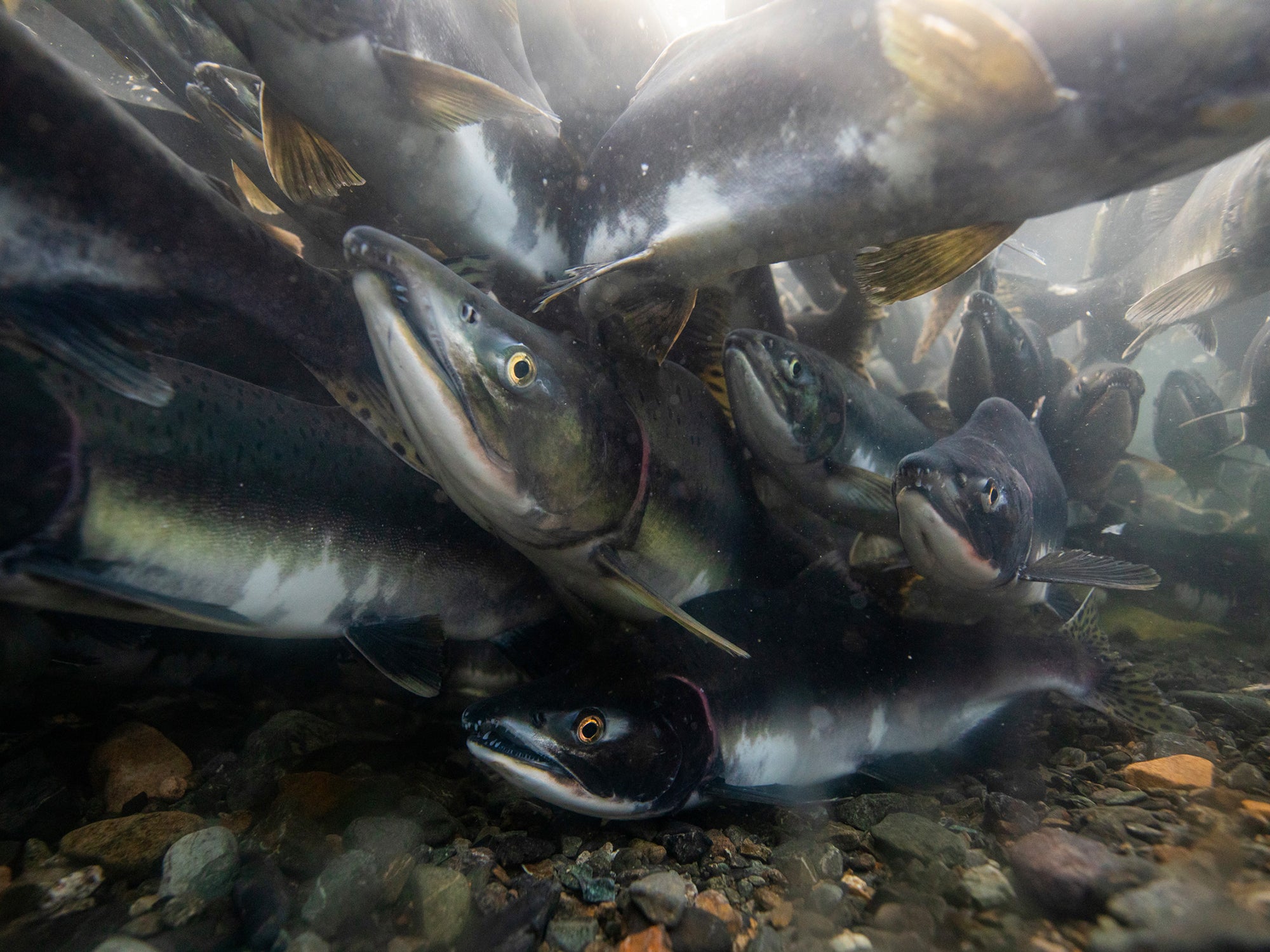 There are too many pink salmon in the Pacific