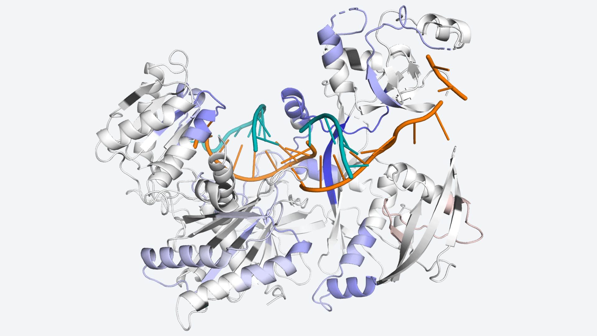 Scientists Decode How a Protein on the Switch Retains Cells Wholesome