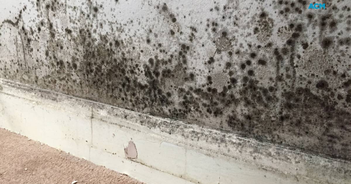 So that you simply found mould in your apartment. What now? – The Transcontinental