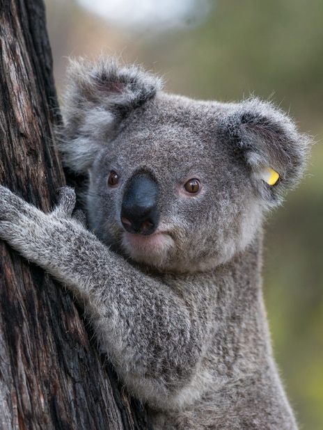 How an primitive dairy farm might presumably per chance be key to reviving bushfire ravaged koala populations