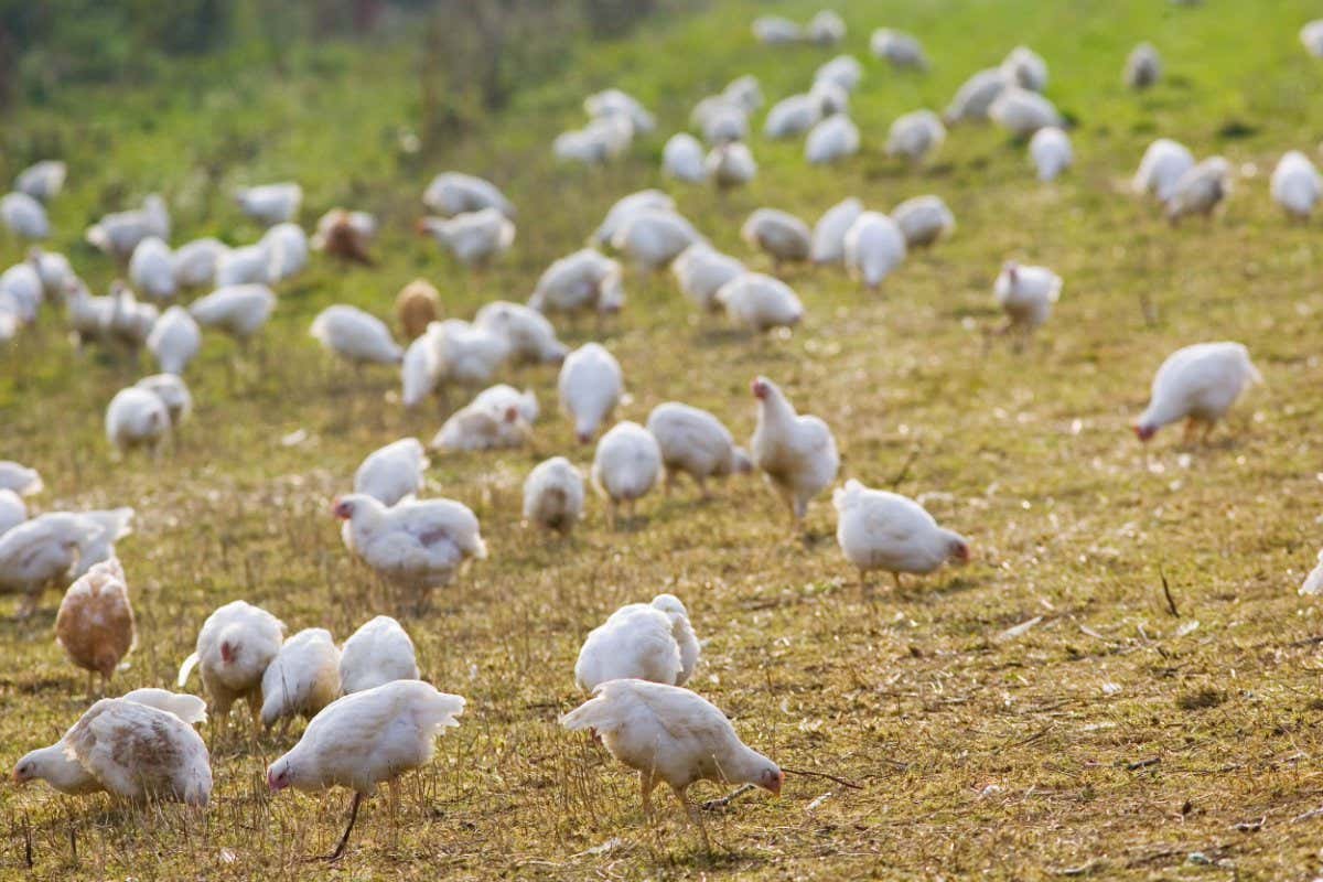 We might maybe possibly well possibly now know when chickens had been domesticated – however no longer why