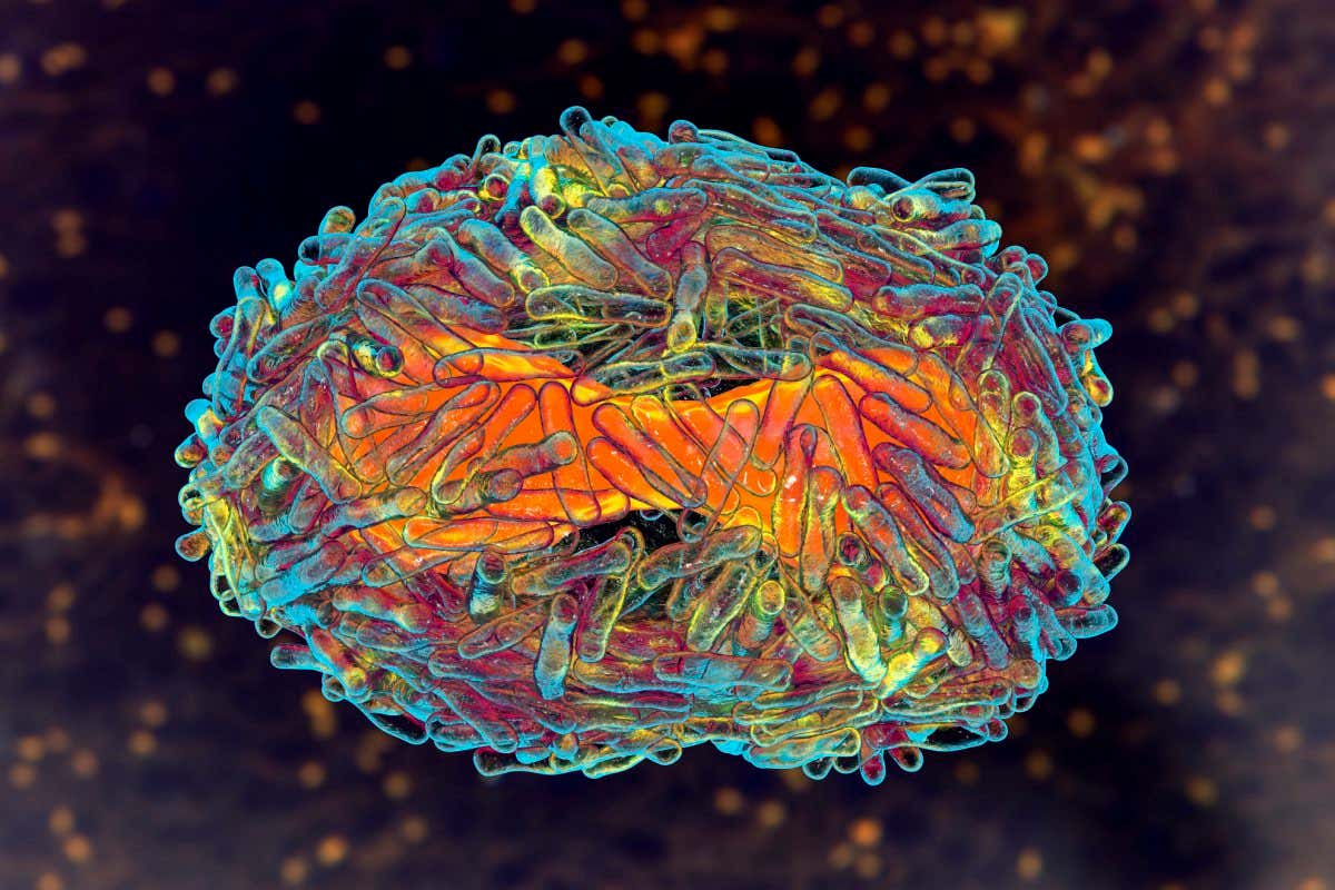 Monkeypox DNA hints virus has been spreading out of doors Africa for years