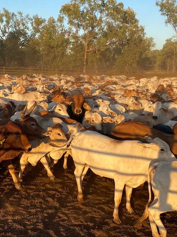 Landmark war over alleged $1.5m cattle theft will be heading to Supreme Court docket