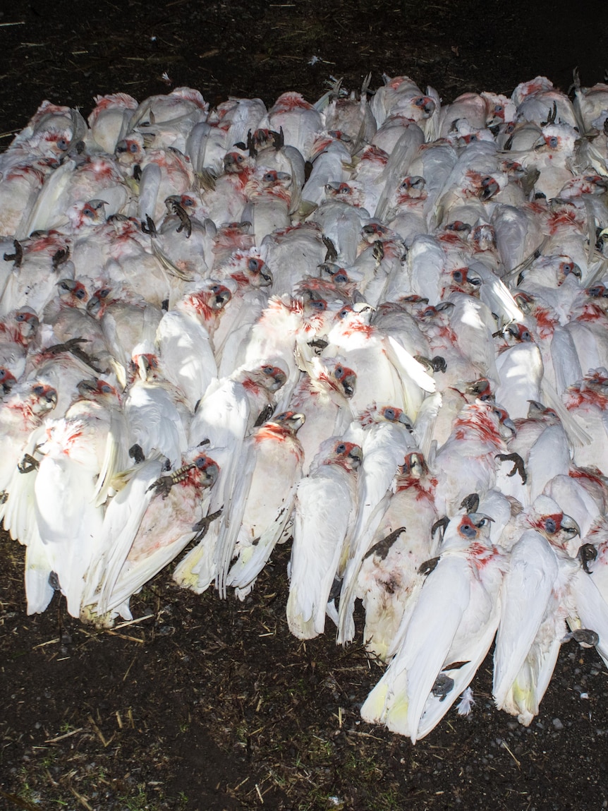 Bigger than 100 corellas found lifeless in little metropolis after suspected poisoning