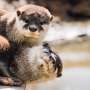 Otters learn from one one more—but resolve some puzzles on my own