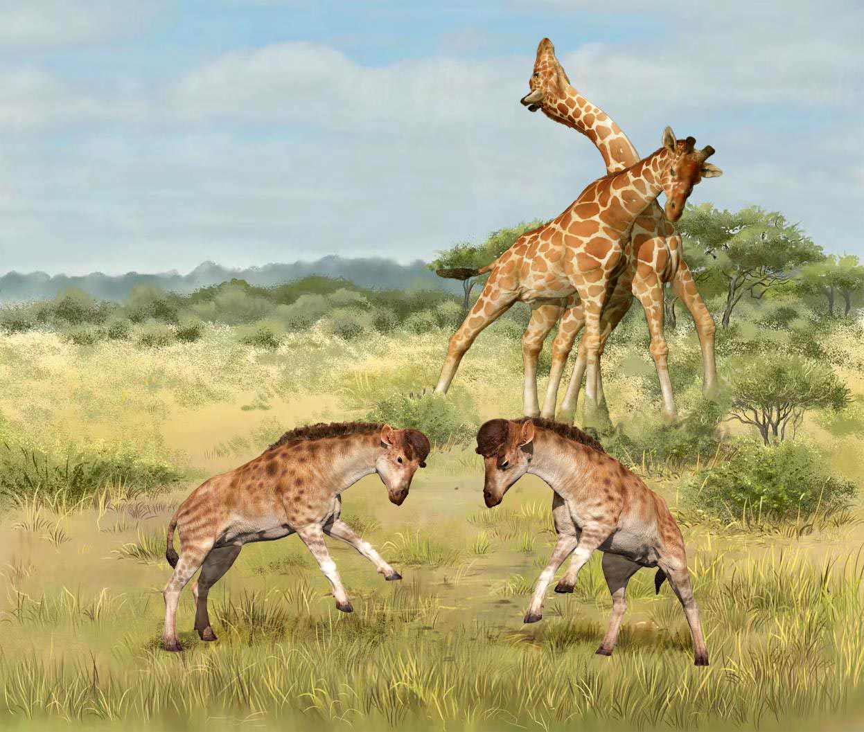 Outlandish Giraffoid Fossil Solves Giraffe Evolutionary Mystery