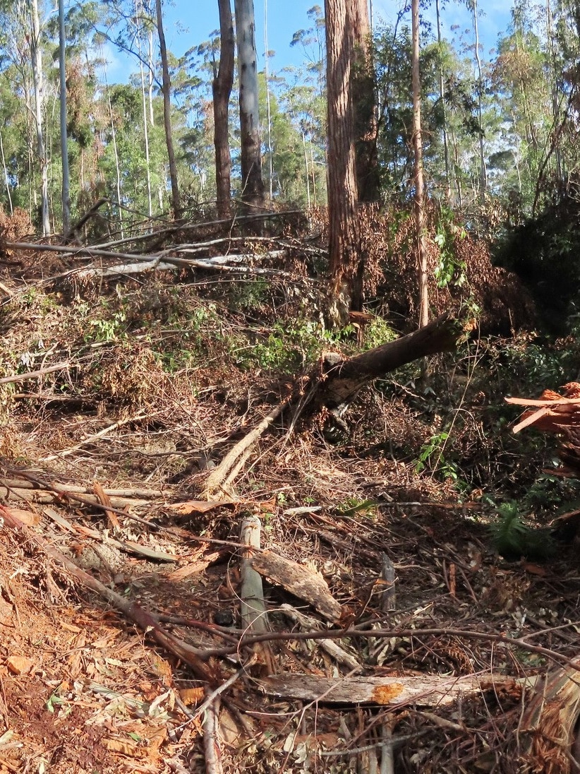 No outcome in witness for native forest logging in NSW, as north waft supply contracts extended